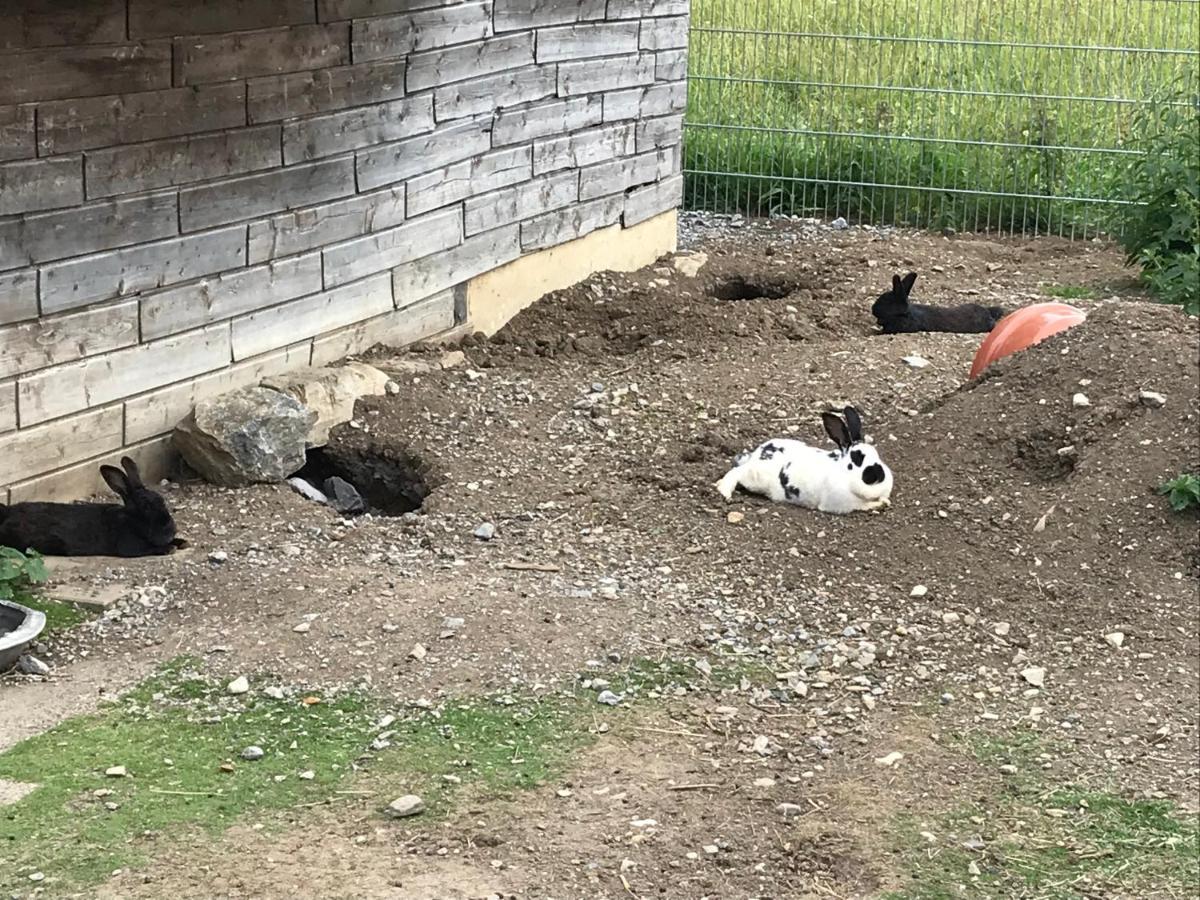 Pony-Ziegen-Hasen-Ranch Bichlbach Apartman Kültér fotó